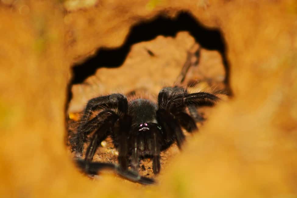 image n.9 of Puerto Maldonado: Jungle Night Tour with Sloths & Tarantulas activity in Puerto Maldonado, uploaded by supplier