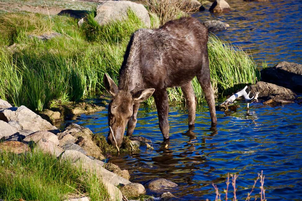 image n.38 of Estes Park: Rocky Mountain National Park Glass-Top Bus Tour activity in Colorado, uploaded by supplier