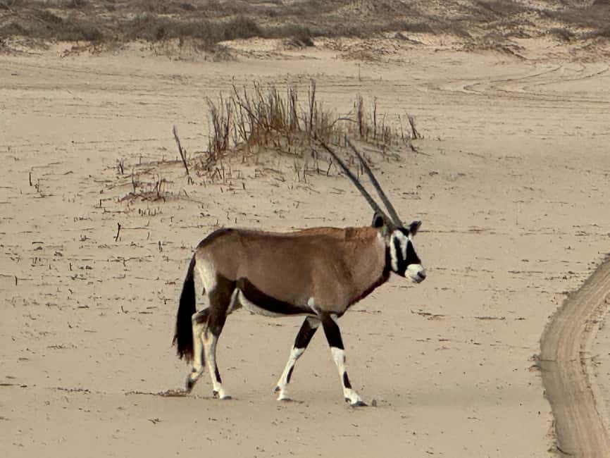 image n.57 of Walvisbay: Sandwich Harbour 4x4 Tour-Unparalleled Experience activity in Erongo, uploaded by supplier