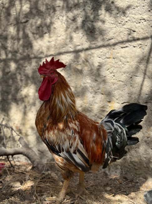 image n.14 of Rhodes: Cooking Class & Lunch at a Traditional Farmhouse activity in Archangelos, uploaded by supplier