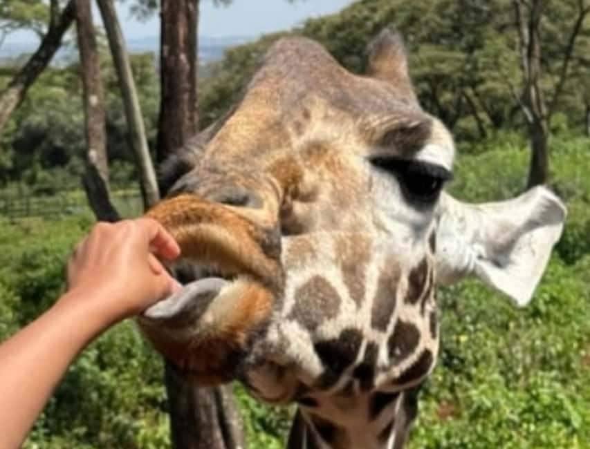 image n.19 of Nairobi National Park, Elephant Orphanage & Giraffe Centre activity in Nairobi, uploaded by supplier