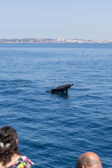image n.10 of Vilamoura: Boat Tour Dolphin Quest activity in Vilamoura, uploaded by supplier