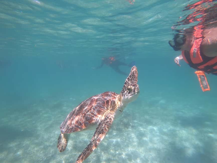 afbeelding n.12 van Akumal: Snorkelen met zeeschildpadden en koralen activiteit in Akumal, geüpload door aanbieder