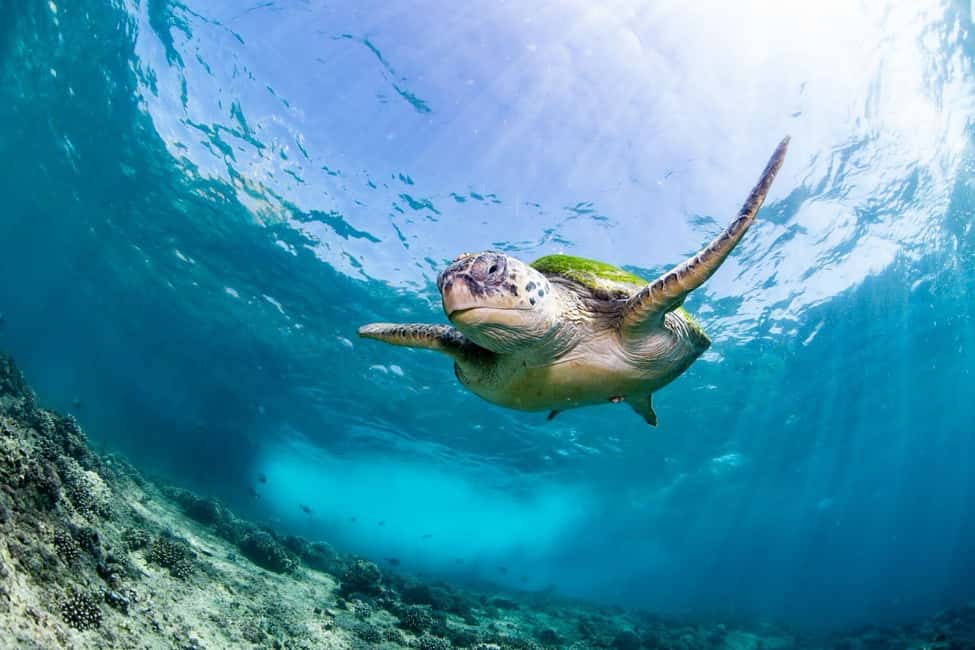 Immagine nº 1 di Isola di Daymaniyat: tour di snorkeling con pranzo gustoso attività a Seeb, caricata dal fornitore