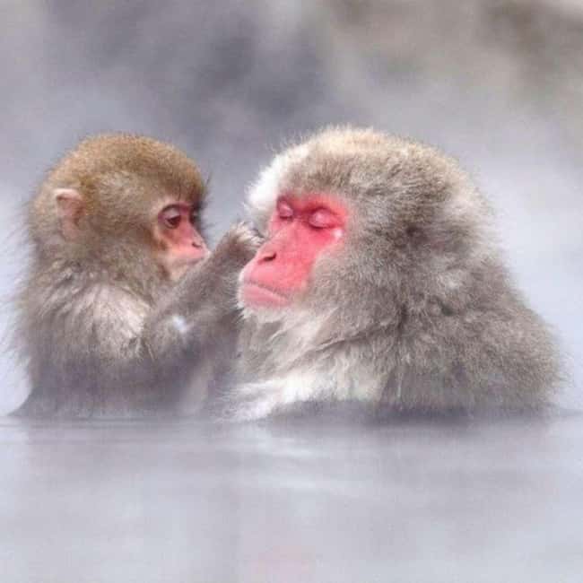 image n.11 of From Tokyo: Private Tour Snow Monkey Park & Zenko-ji Temple activity in Nagano, uploaded by supplier