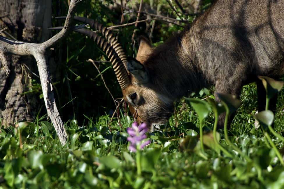 image n.8 of Discover Aberdare National Park and Lake Naivasha (2 days) activity in Central Kenya, uploaded by supplier