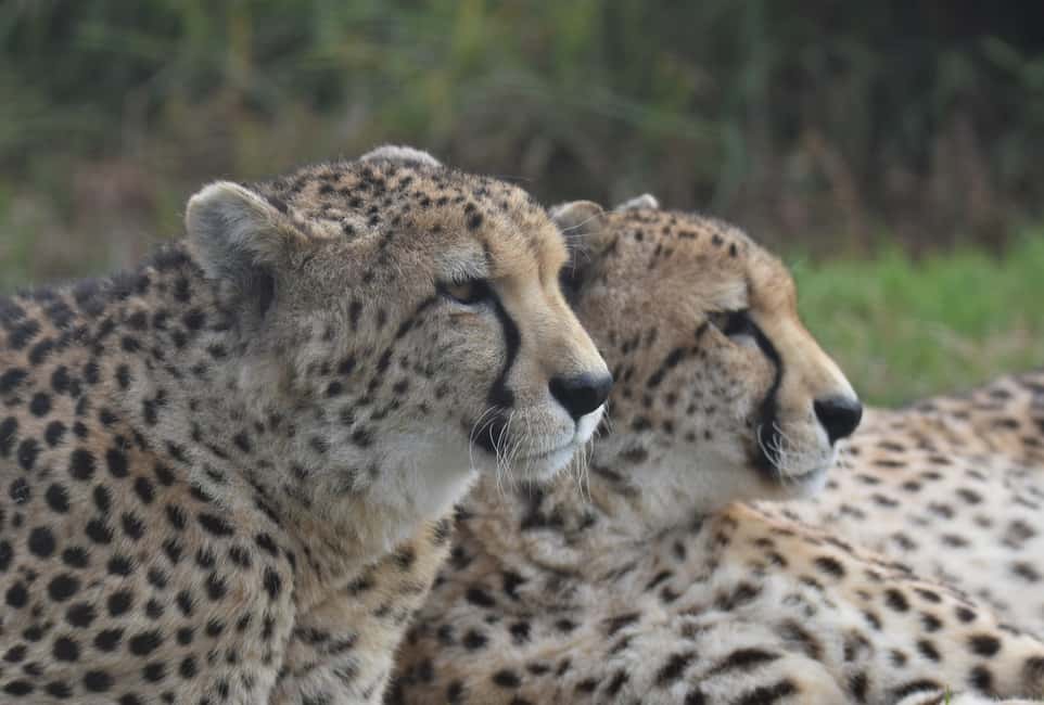 image n.10 of Plettenberg Bay: Wild Cat and Wildlife Guided Tour activity in Plettenberg Bay, uploaded by supplier
