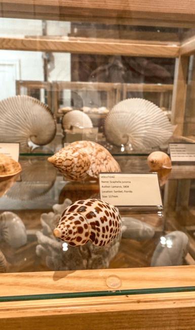 image n.1 of Cavtat: Shell Museum Entry Ticket with Guided Tour Option activity in Cavtat, uploaded by supplier