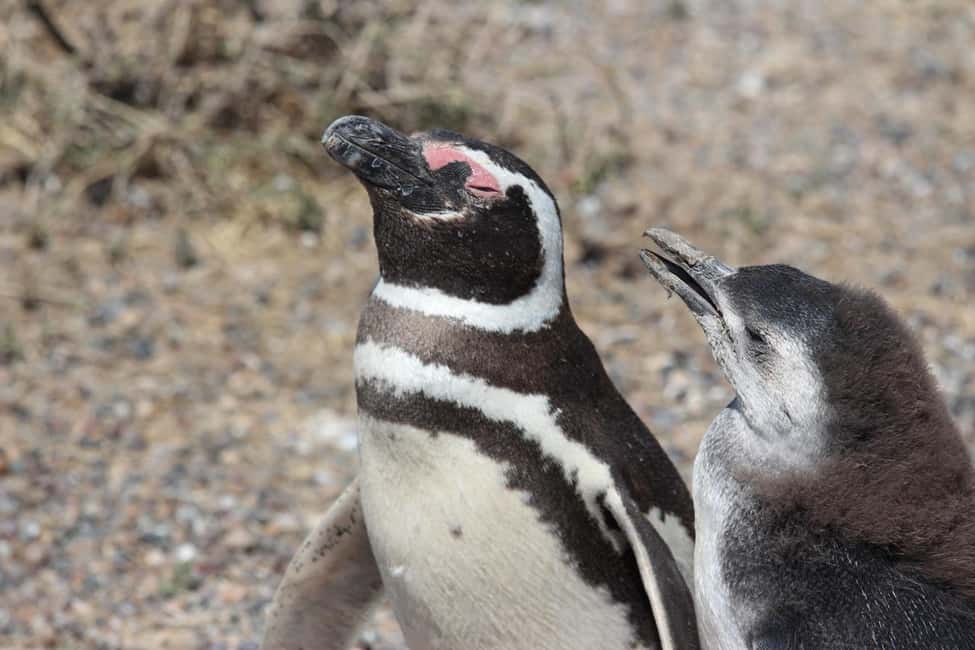 Bild Nr. 14 von Puerto Madryn: Punta Tombo Landausflug für Kreuzfahrtgäste Aktivität in Chubut Provinz, hochgeladen vom Anbieter