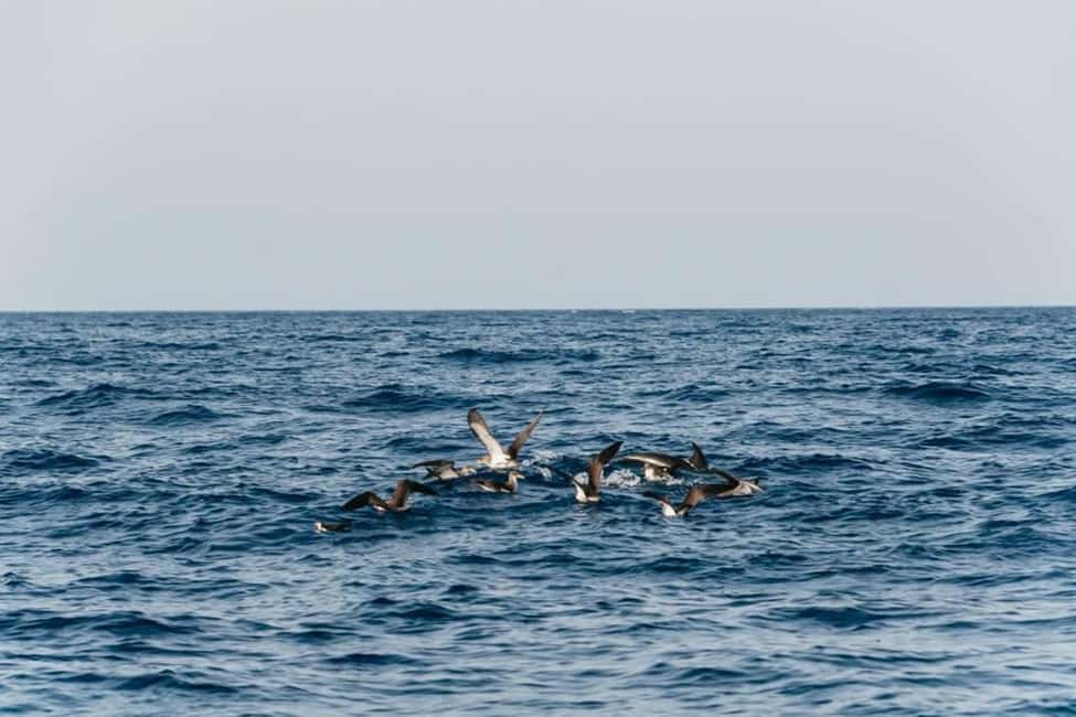 image n.7 of Lanzarote: 2.5-Hour Sunset and Dolphins Cruise activity in Puerto del Carmen, uploaded by supplier