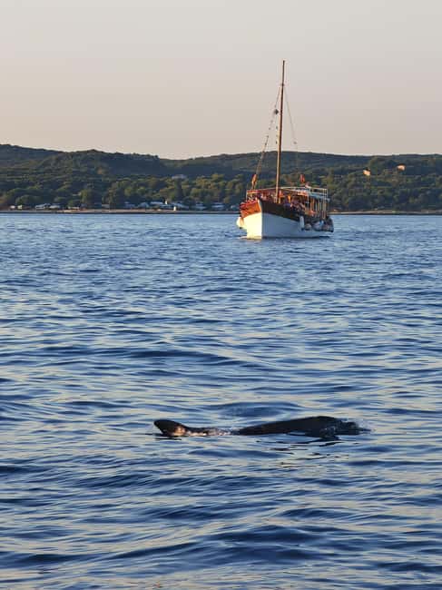 Bild Nr. 3 von Rovinj: Bootstour zur Roten Insel und zum Lim-Fjord mit BBQ und Schwimmen Aktivität in Gespanschaft Istrien, hochgeladen vom Anbieter