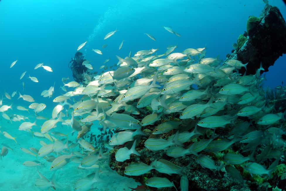 image n.7 of Half-Day Tour Dive Adventures Double Tank Dive activity in Simpson Bay, uploaded by supplier