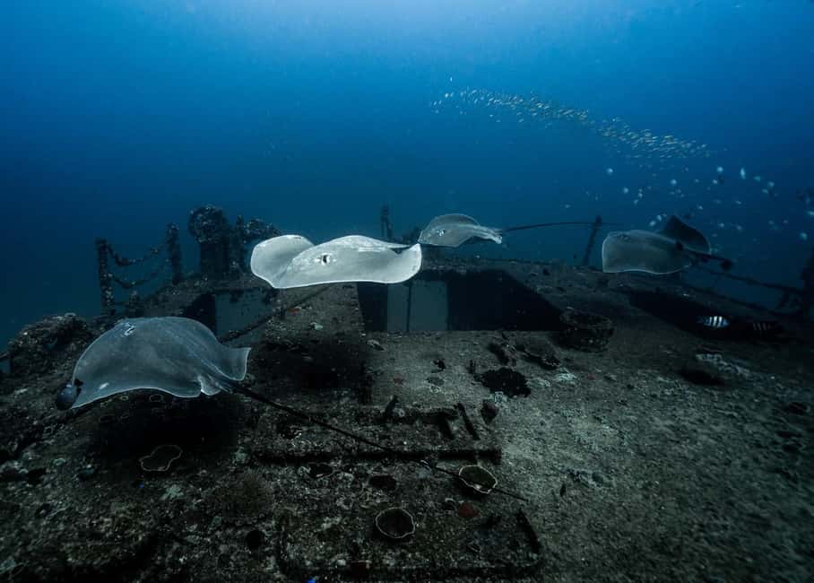 image n.11 of Sunshine Coast: Scuba Dive the Ex-HMAS Brisbane Ship Wreck activity in Sunshine Coast, uploaded by supplier