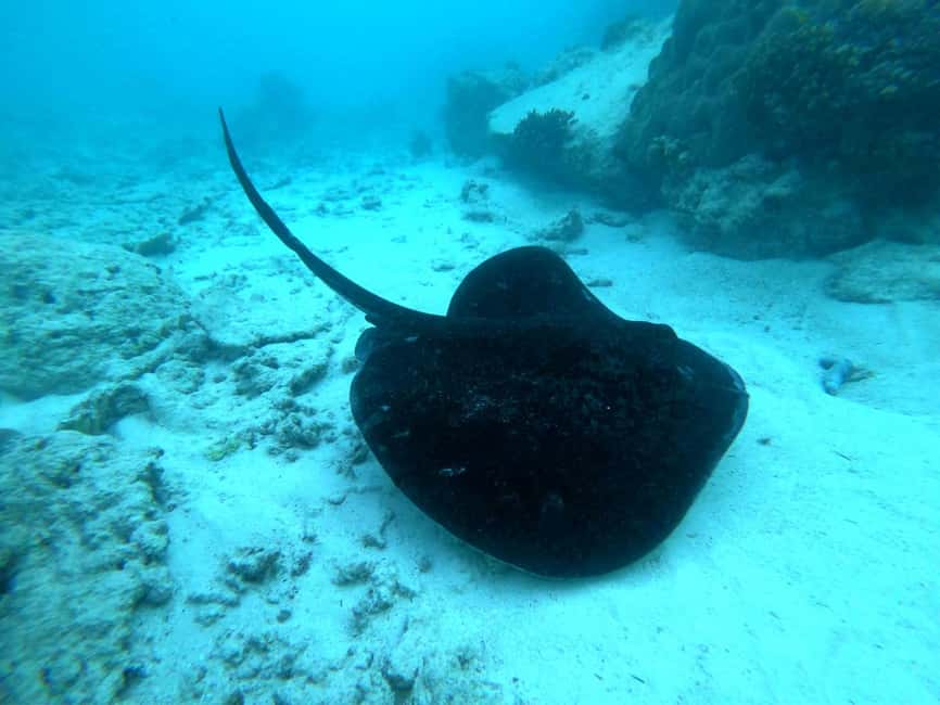 image n.7 of Praslin: Coco Felicite & La Digue Island Full-Day Boat Trip activity in Mahé, uploaded by supplier