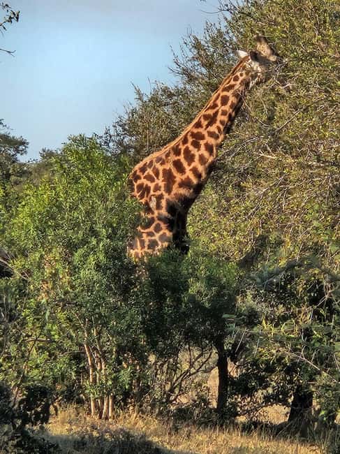 サプライヤーによってアップロードされた、北西州のプライベートサファリツアー：ピランスバーグ国立公園 ビッグ5の画像#10