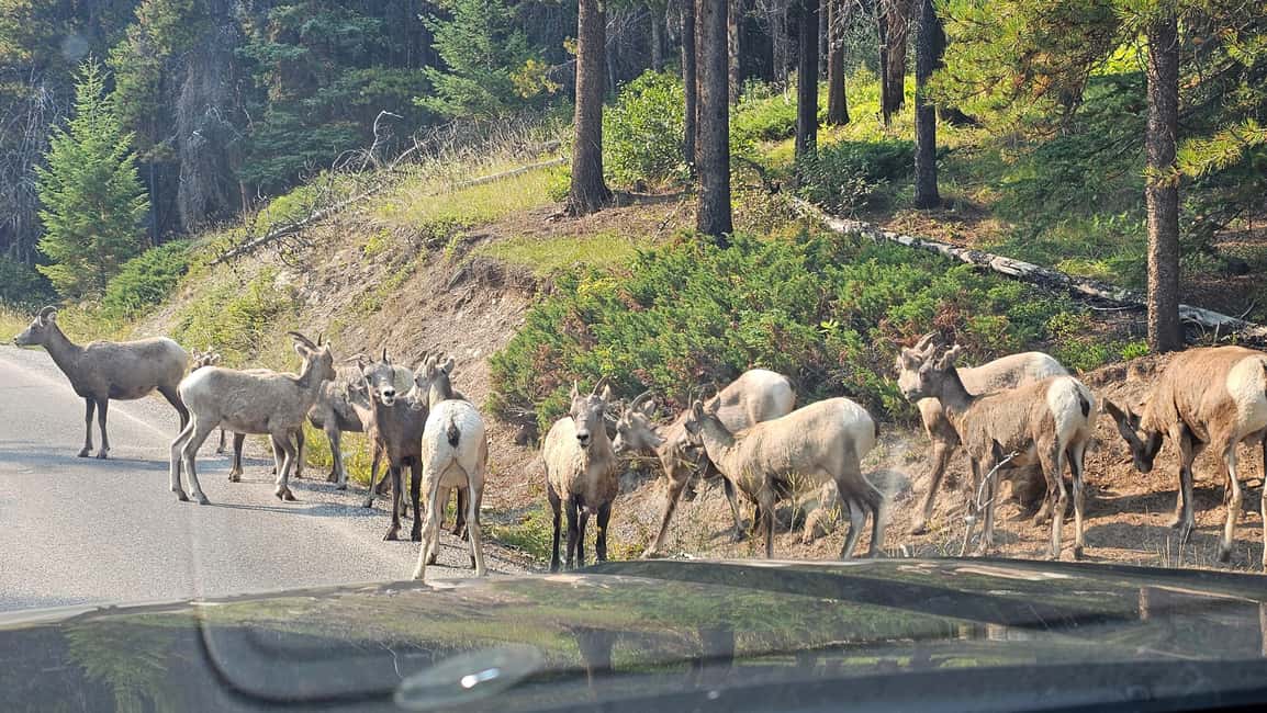 image n.6 of Banff: Evening Wildlife Safari Guided Tour activity in Banff, uploaded by supplier