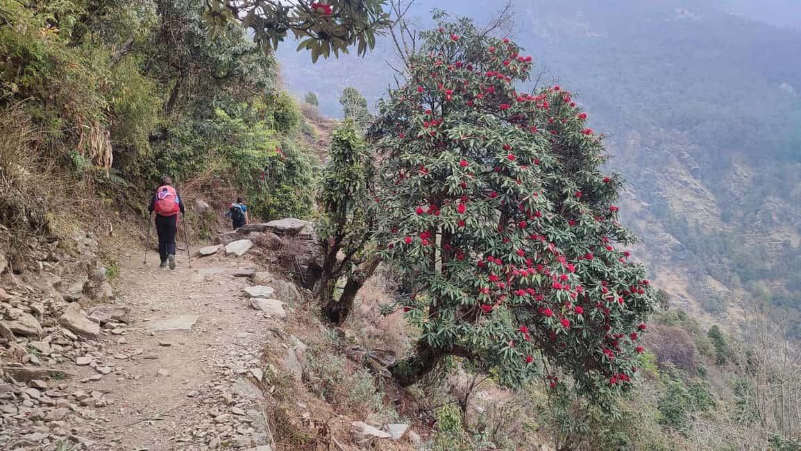 image n.8 of Ghorepani Poon Hill Trek - 4 Days (Full Package) activity in Pashchimanchal, Western Region, uploaded by supplier