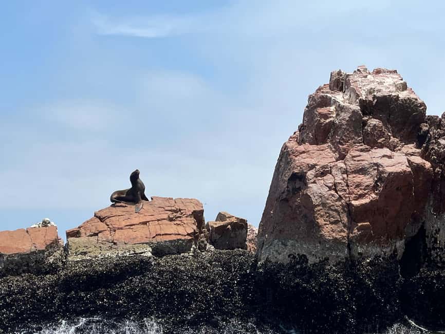 afbeelding n.8 van Vanuit Ica of Huacachina: Ballestas-eilanden en Nationaal Reservaat Paracas. activiteit in Ica Regio, geüpload door aanbieder
