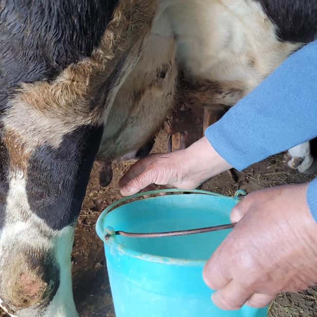 image n.22 of Amalfi: Milk the cows, Make Pasta, Mozzarella and Tiramisù! activity in Furore, uploaded by supplier
