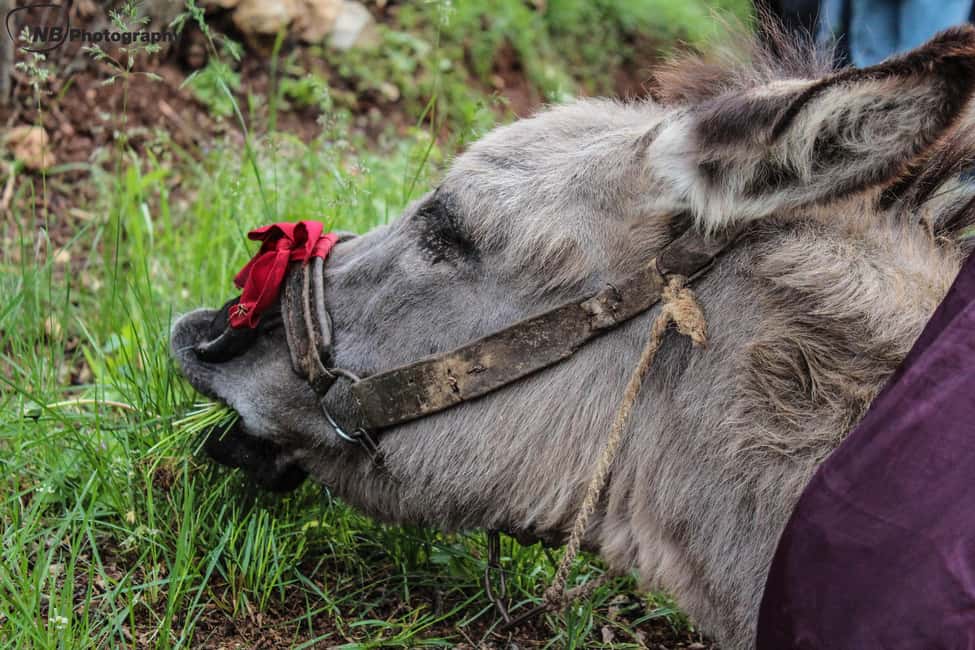 billede nr.5 af aktiviteten Galicica og Elsani: Makedonsk aften med Lale Tours i Den sydvestlige region, uploadet af udbyder