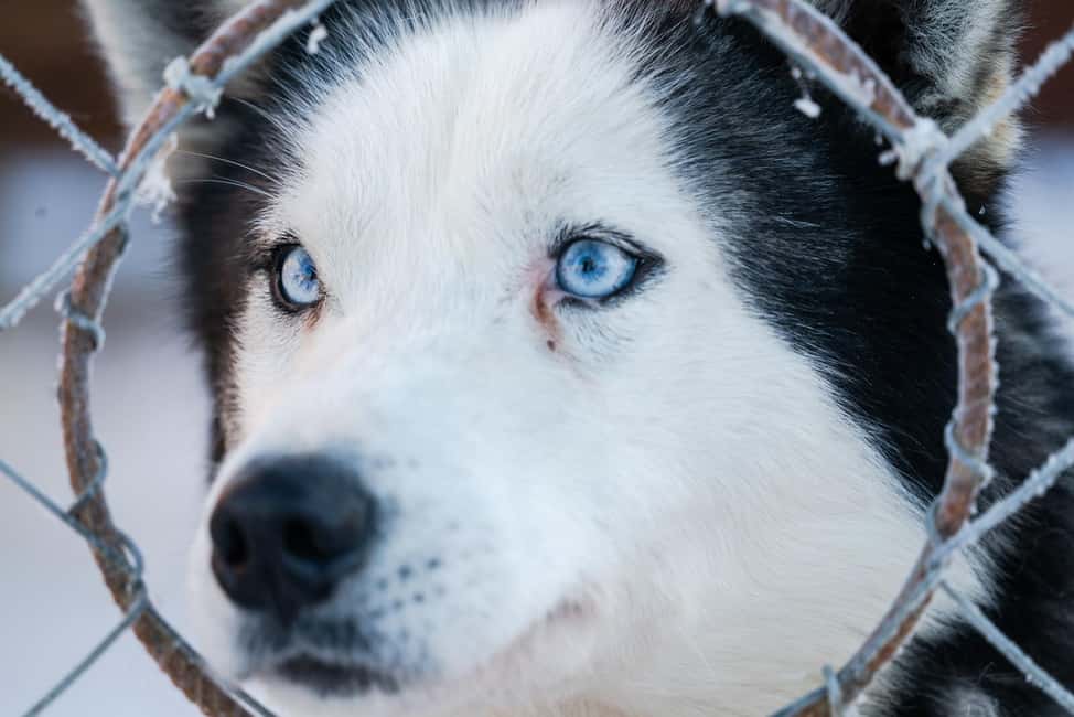 billede nr.1 af aktiviteten Levi: 2 km spændende tur med hundeslæde i Sirkka, uploadet af udbyder