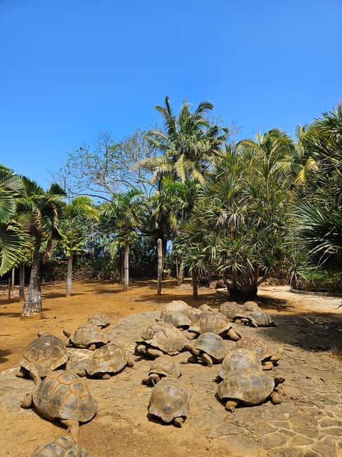 bild nr.9 av Mauritius: Vaniljpark och vilda stränder Tour aktivitet i Riviere des Anguilles, uppladdad av arrangören