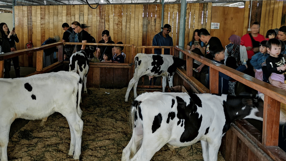 billede nr.7 af aktiviteten Kundasang: Dagstur med Desa Dairy Farm og Alpaca Club i Ranau, uploadet af udbyder