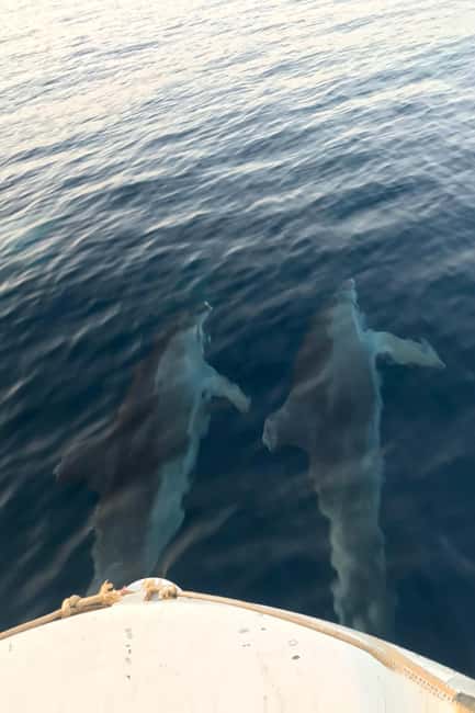 image n.9 of Fazana: dolphin safari and sightseeing in Brijuni at sunset activity in Pula, uploaded by supplier
