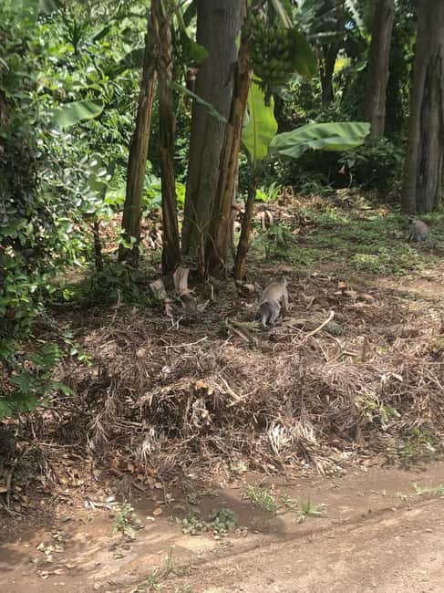 image n.15 of Arusha: Napuru Waterfalls Guided Hike activity in Arusha (Region), uploaded by supplier