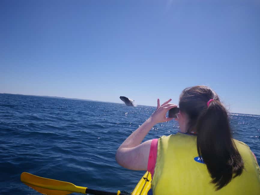 image n.9 of Whale Watching Ocean Kayak & Beach 4X4 Tour Noosa activity in Gympie, uploaded by supplier