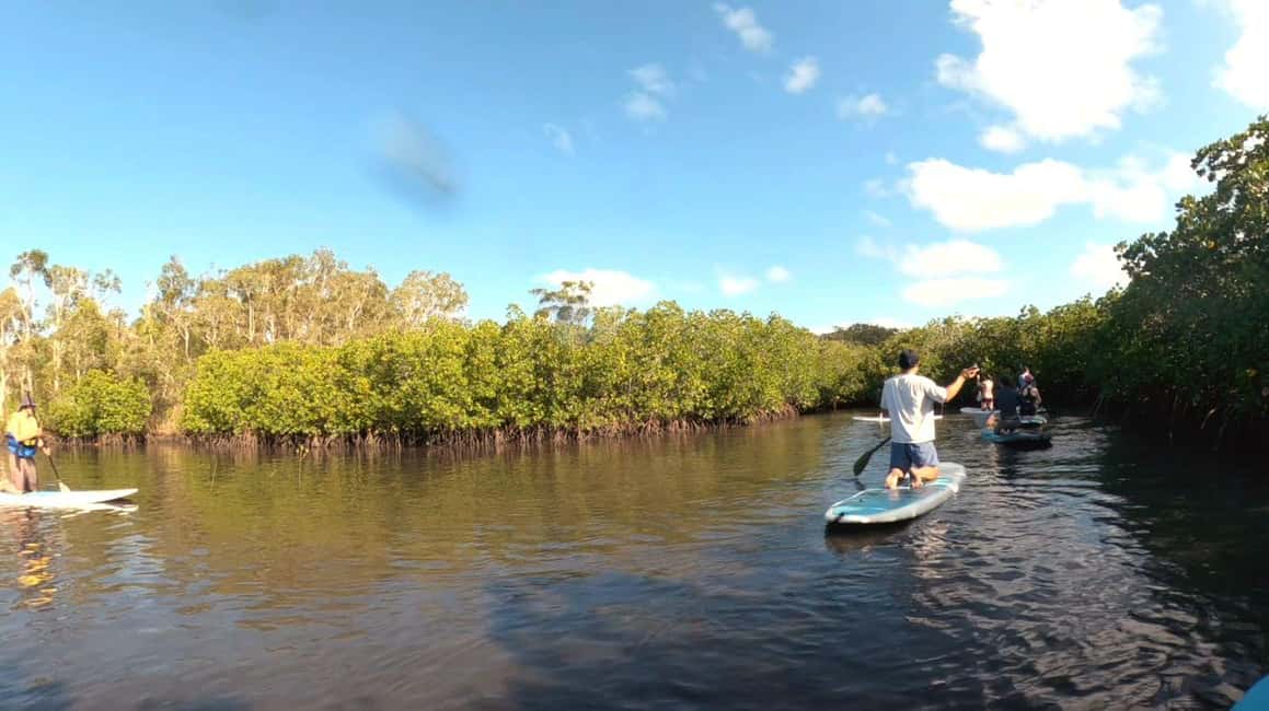 image n.14 of Noosa Stand Up Paddle & Mangrove Tunnel Tour (Self Guided) activity in Noosaville, uploaded by supplier