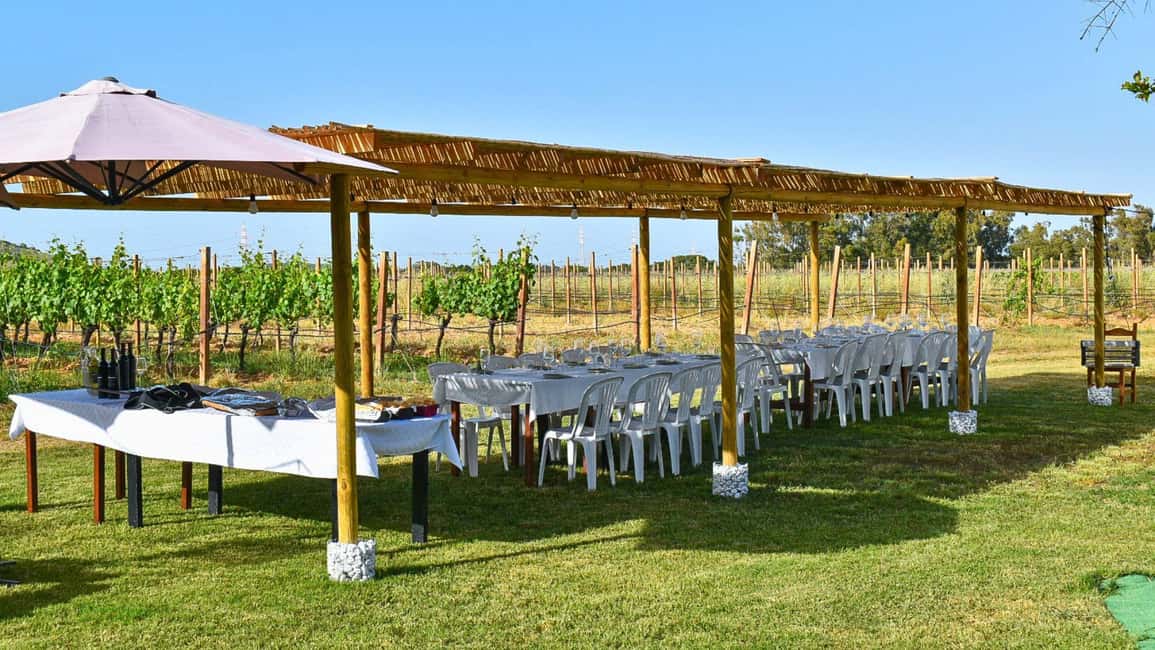 Immagine nº 6 di Alghero: degustazione vini con aperitivo locale in vigna attività a Alghero, caricata dal fornitore