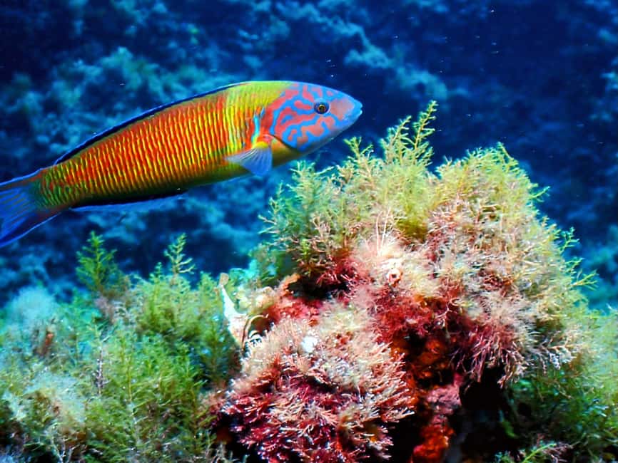 image n.10 of Menorca: Baptism Scuba Diving in Marine Reserve activity in Port d'Addaia, uploaded by supplier