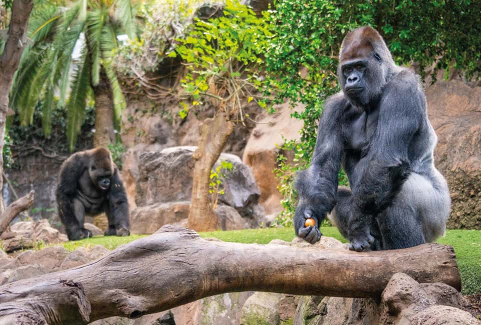image n.8 of From Gran Canaria: Day Trip to Loro Parque Tenerife activity in Puerto de la Cruz, uploaded by supplier