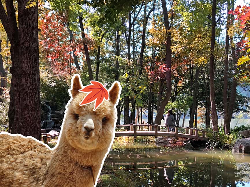imagem n.1 de Seul: Tour Alpaca/Nami/Jardim da Manhã Calma (+ Bicicleta de comboio) atividade em Gapyeong-gun, carregada pelo fornecedor
