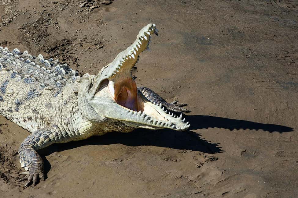 image n.96 of Carara National Park: Best Tour Carara National Park-One Day activity in Puntarenas Province, uploaded by supplier