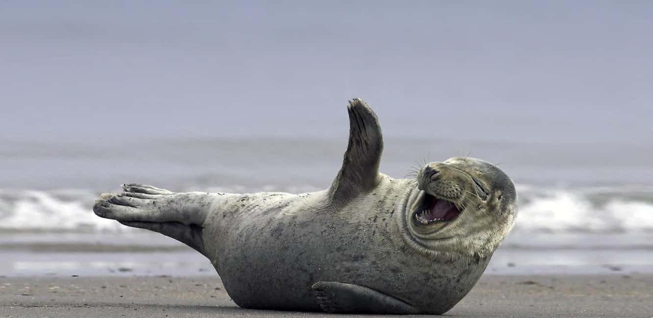image n.3 of Private Glacier Lagoon & Diamond Beach Tour activity in Northeastern Region, Iceland, uploaded by supplier