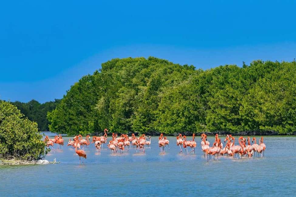 image n.11 of Merida: Celestun Boat Ride Mangrove Experience! Beach Time activity in Celestún, uploaded by supplier