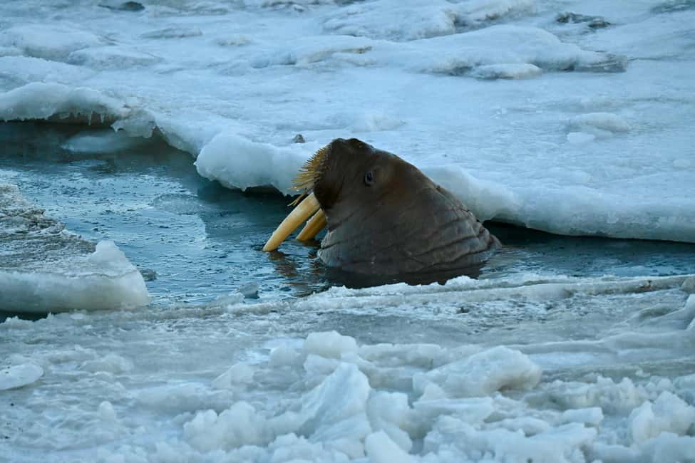 image n.5 of From Longyearbyen photo tour: Mysterious Barentsburg activity in Norway, uploaded by supplier