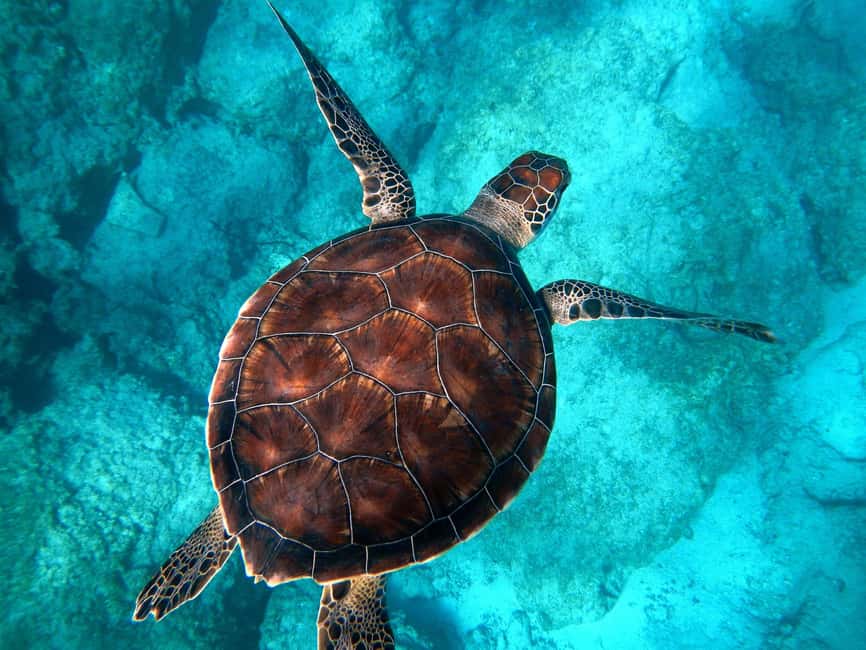 Immagine nº 1 di Muscat: Tour di snorkeling delle isole Daymaniyat attività a Oman, caricata dal fornitore