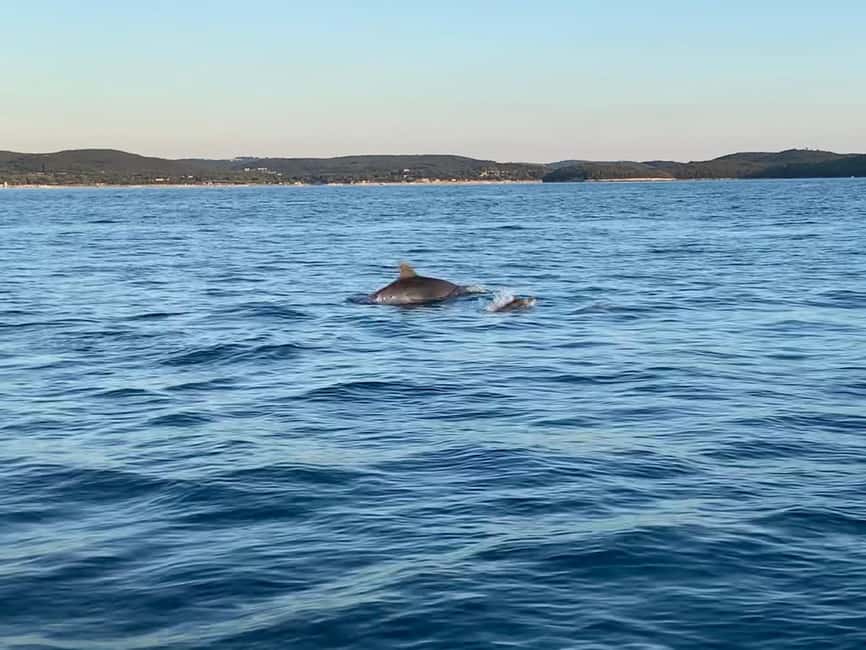 Immagine nº 8 di Orsera: Avventura al tramonto con osservazione dei delfini in motoscafo attività a Orsera, caricata dal fornitore