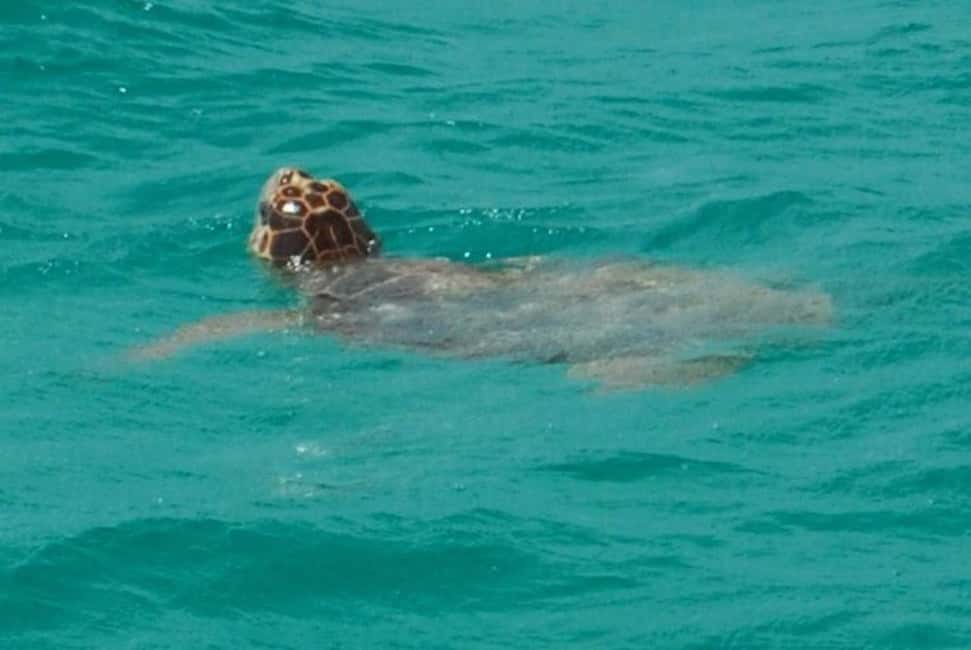 imagen n.º 5 de Cayo Hueso: Excursión en catamarán para avistar tiburones y fauna salvaje actividad en Cayo Hueso, subida por el proveedor