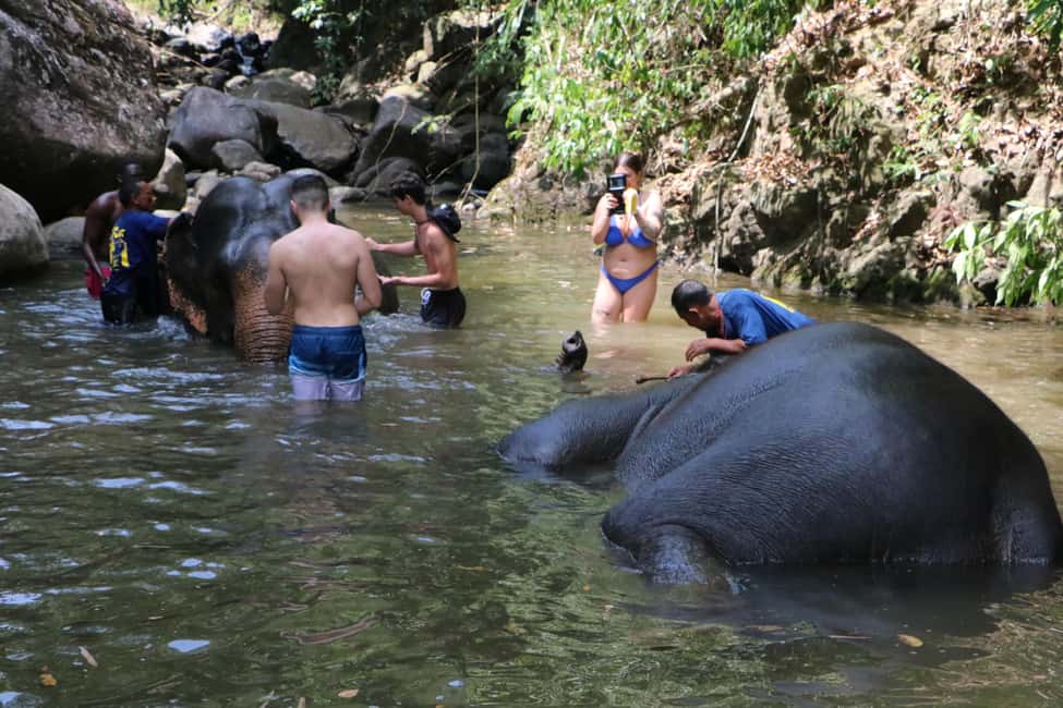 Immagine nº 4 di Da Phuket: esperienza di cura degli elefanti con rafting e zipline attività a Phuket (città), caricata dal fornitore