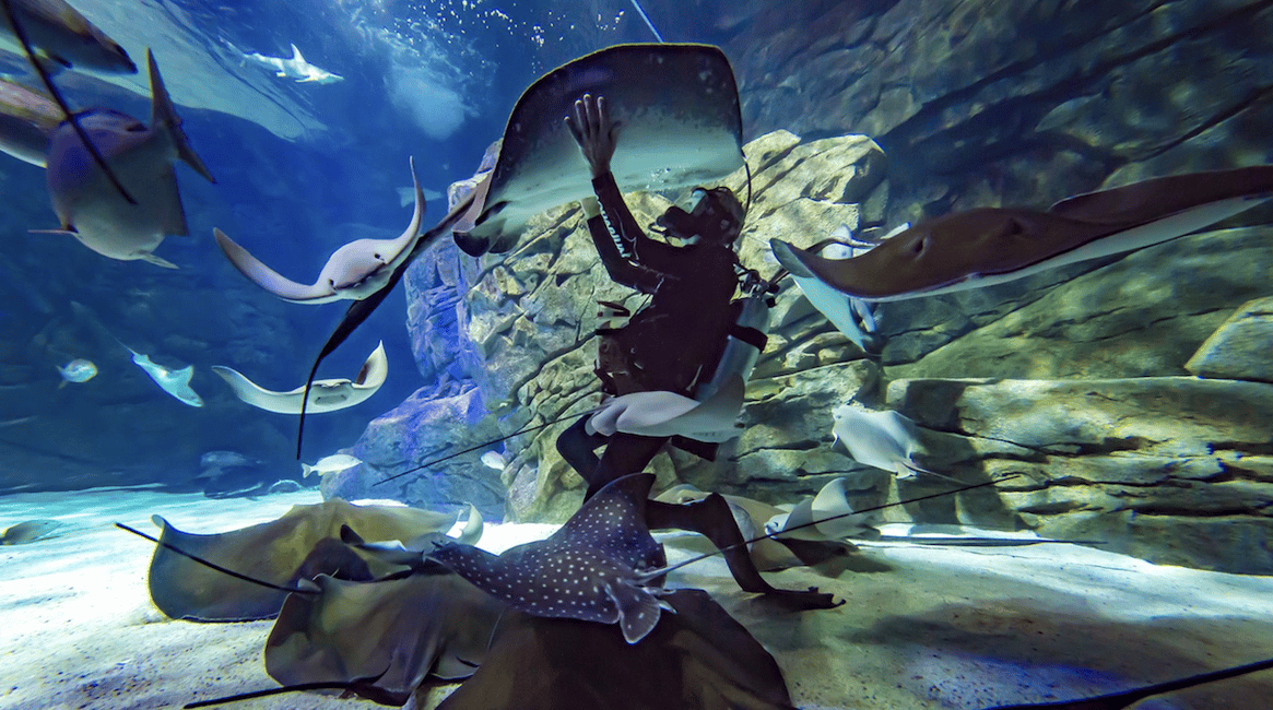 imagen n.º 5 de Toronto Ripley's Aquarium of Canada Ticket de entrada actividad en Toronto, subida por el proveedor