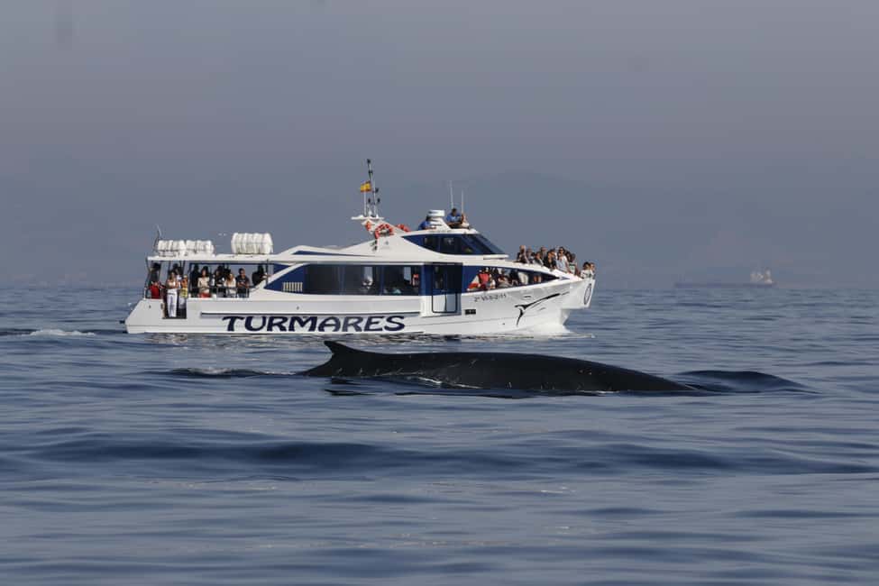 image n.18 of Tarifa: Orca, Whale and Dolphin Watching Boat Experience activity in Gibraltar, uploaded by supplier