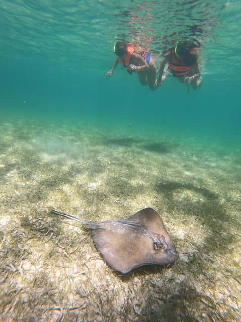 image n.18 of Akumal: Guided Turtle Snorkeling Tour and pictures activity in Akumal, uploaded by supplier