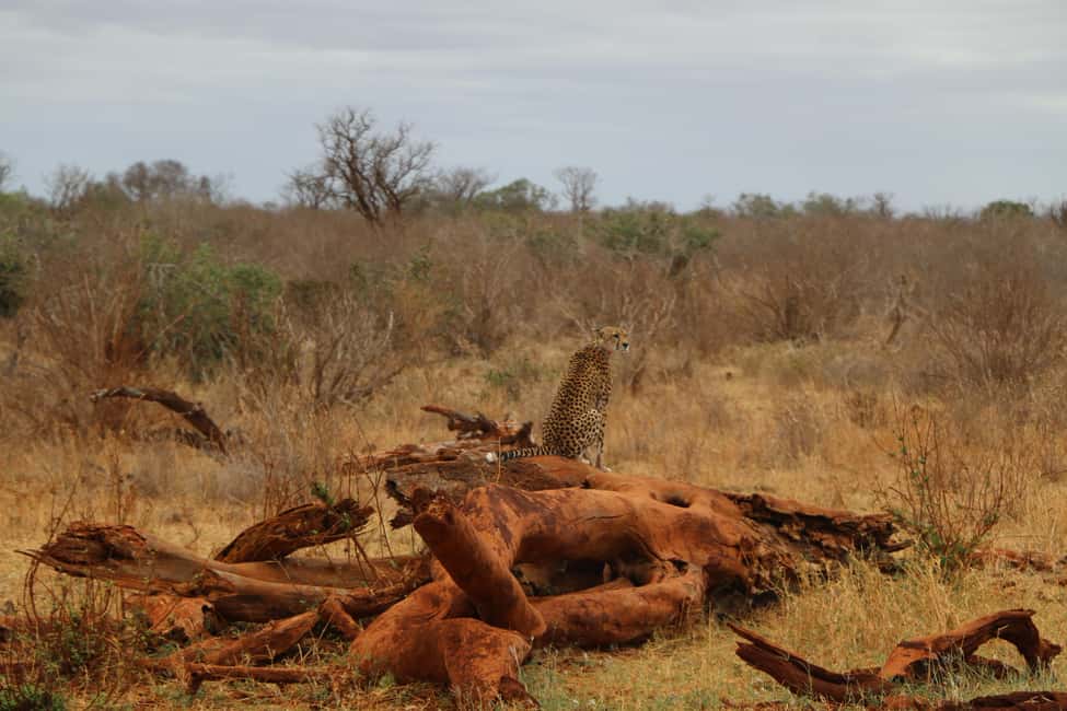 image n.15 of Mombasa: 3-Days 2-Nights Tsavo East and West Private Safari. activity in Coast Province, uploaded by supplier