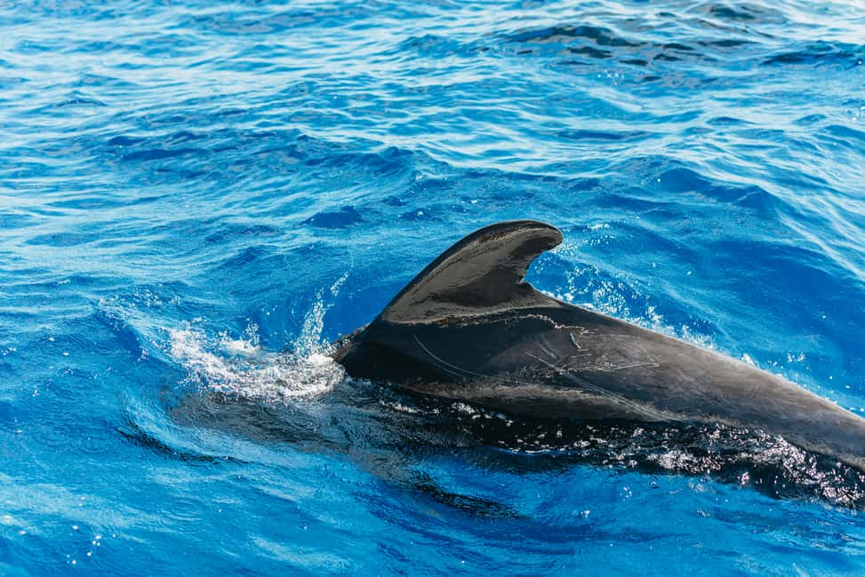 Immagine nº 2 di Tenerife: Osservazione di balene e delfini con bevande e snack attività a Costa Adeje, caricata dal fornitore
