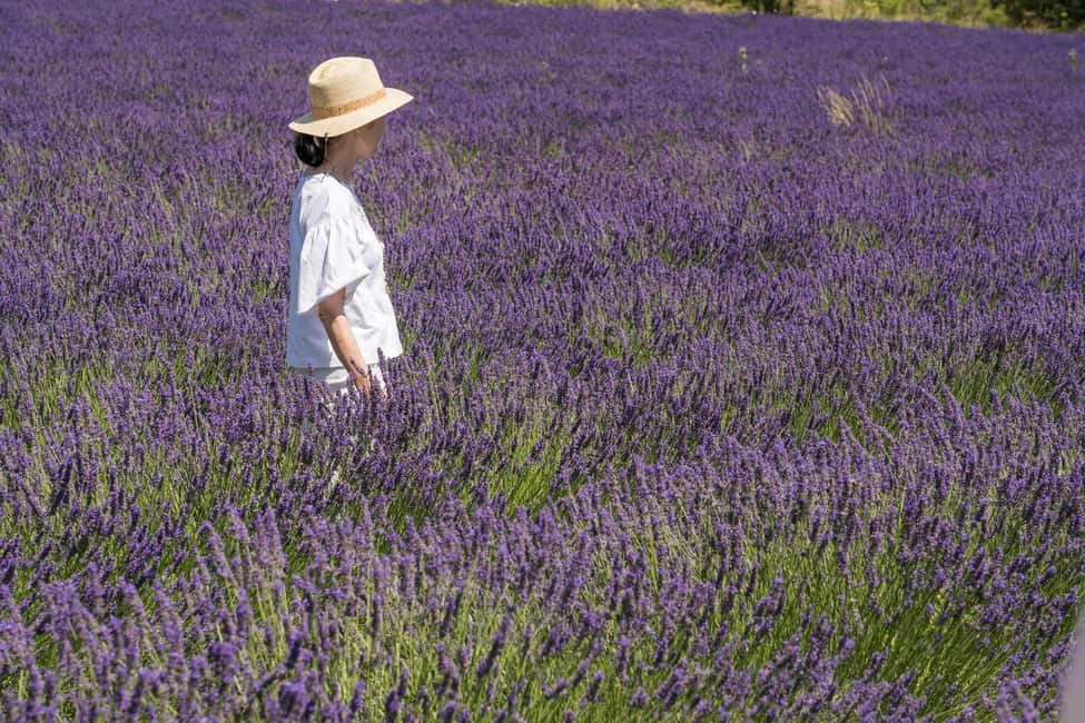 image n.7 of From Avignon: Half Day Lavender Tour to Sault activity in South of France, uploaded by supplier