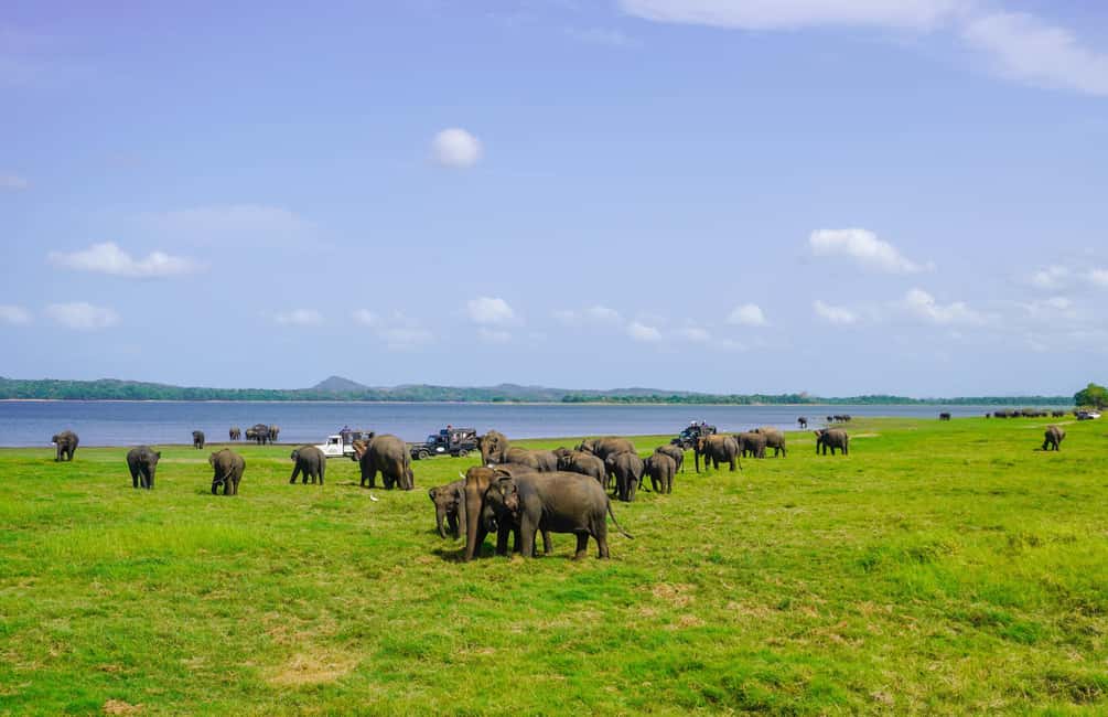 image n.6 of Minneriya: Minneriya National Park Half Day Private Safari activity in North Central Province, uploaded by supplier